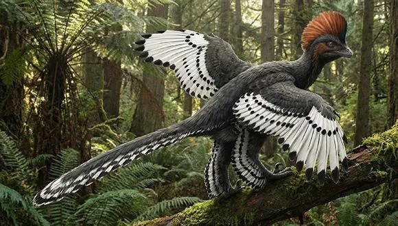 ancheornis580