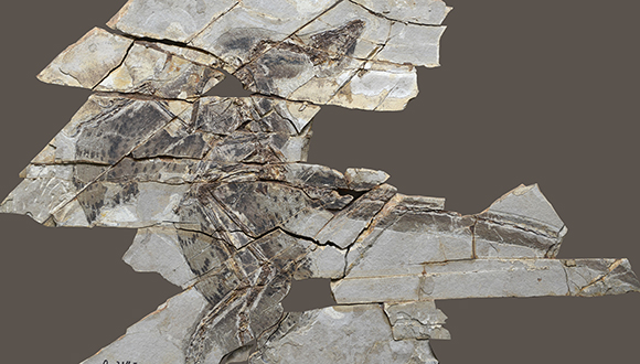 ancient dino580