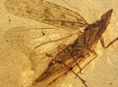Des chercheurs de l'Université de Tel-Aviv découvrent une nouvelle espèce d'insecte datant de l'ère des dinosaures 